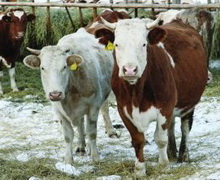 «Агроекологія» взимку загартовує корів на свіжому повітрі